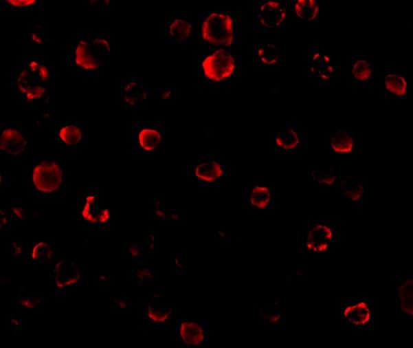 Immunocytochemistry/ Immunofluorescence: IRAK1 Antibody - BSA Free [NBP1-77068] - Figure 5 Immunofluorescence Validation of IRAK1 in Human HeLa CellsImmunofluorescent analysis of 4% paraformaldehyde-fixed HeLa Cells labeling IRAK1 with  at 20 u/mL, followed by goat anti-rabbit IgG secondary antibody at 1/500 dilution (red).  