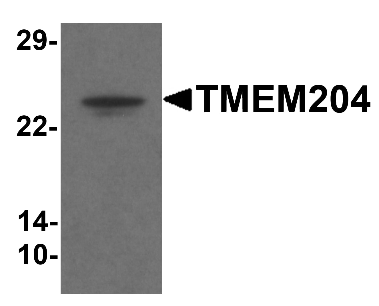 Western Blot: CLP24/TMEM204 Antibody - BSA Free [NBP1-77069] - Western blot analysis of CLP24/TMEM204 in human brain tissue lysate with CLP24/TMEM204 antibody at 1 u/mL .