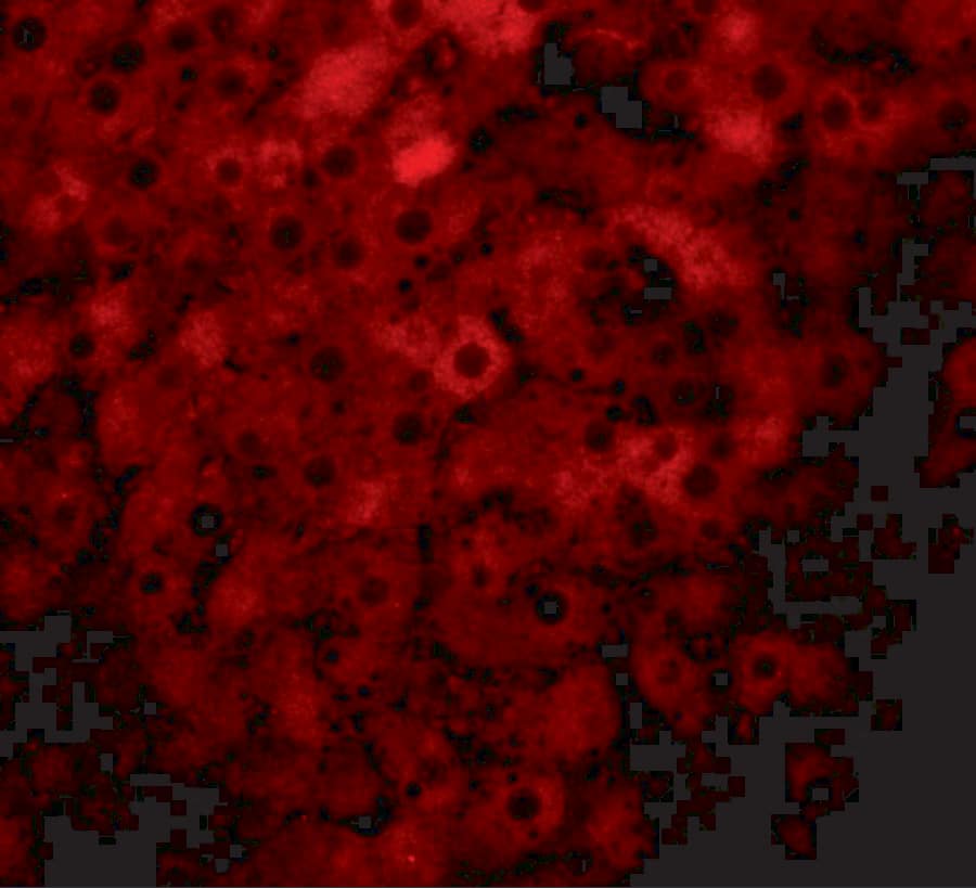 Immunocytochemistry/ Immunofluorescence JMJD1B Antibody - BSA Free