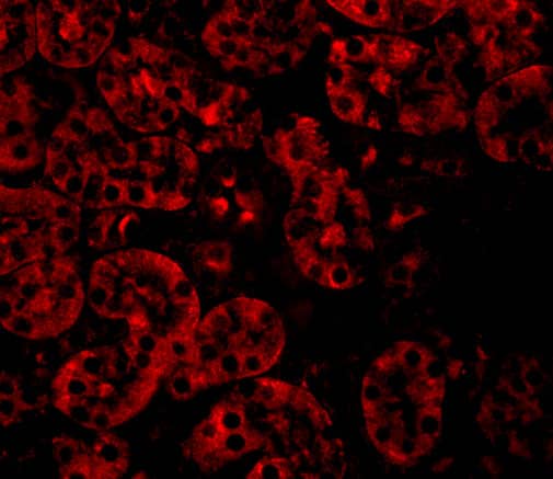 Immunocytochemistry/ Immunofluorescence: JMJD8 Antibody - BSA Free [NBP1-77076] - Immunofluorescence of JMJD8 in Mouse Kidney cells with JMJD8 antibody at 20 ug/mL.