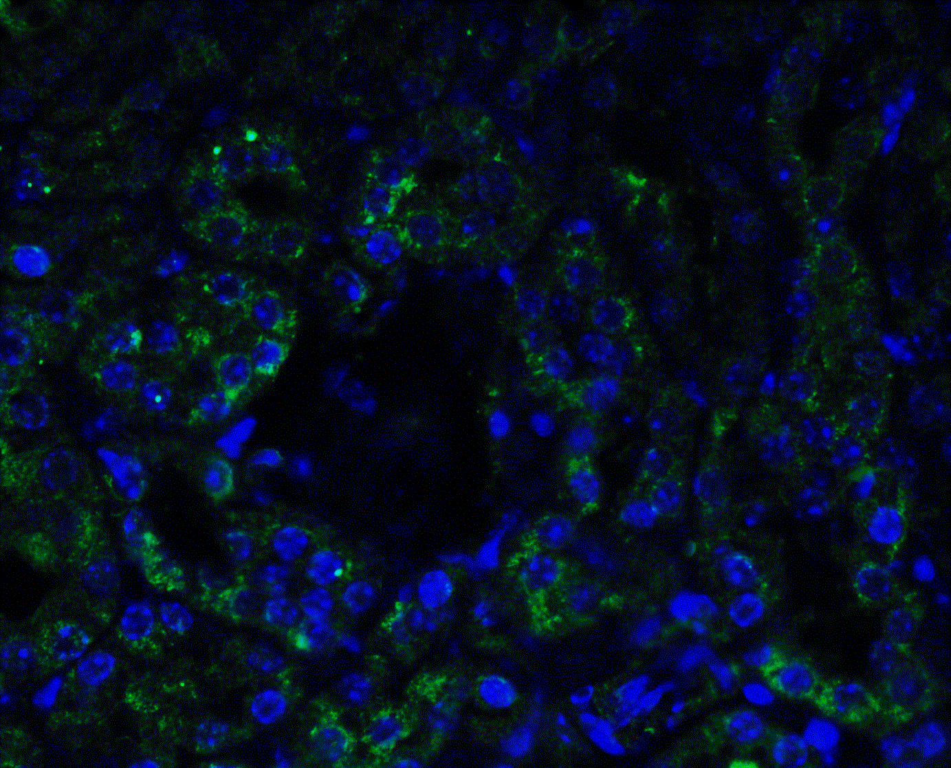 Immunocytochemistry/ Immunofluorescence: AGTR-1 Antibody - BSA Free [NBP1-77078] - Immunofluorescence of AGTR-1 in Mouse Kidney cells with AGTR-1 antibody at 5 u/mL.