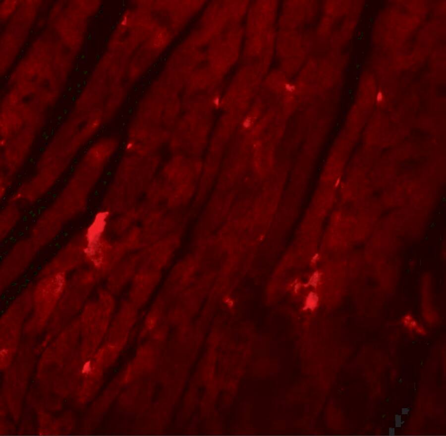 Immunocytochemistry/ Immunofluorescence: REEP3 Antibody - BSA Free [NBP1-77105] - Immunofluorescence of REEP3 in mouse heart tissue with REEP3 antibody at 20 u/mL.