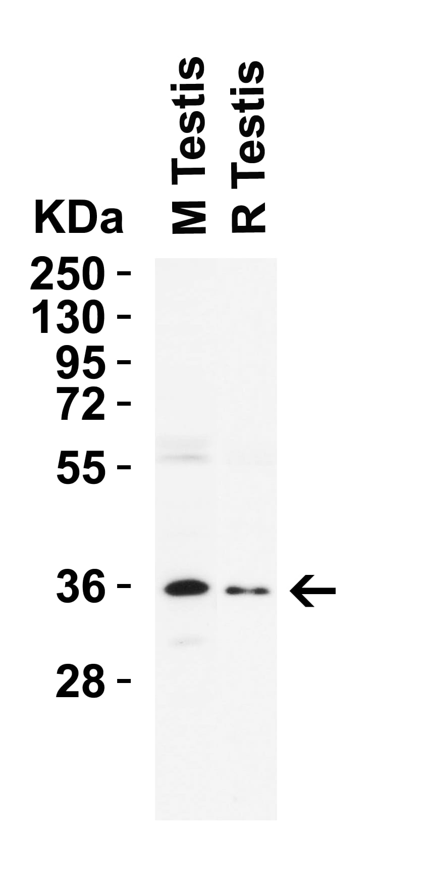 Western Blot: Nanog Antibody - BSA Free [NBP1-77109] - Validation in Mouse and Rat Testis.Antibodies: Nanog, 2 u/mL, 1h incubation at RT in 8% NFDM/TBST.  Secondary: Goat anti-rabbit IgG HRP conjugate at 1:10000 dilution.