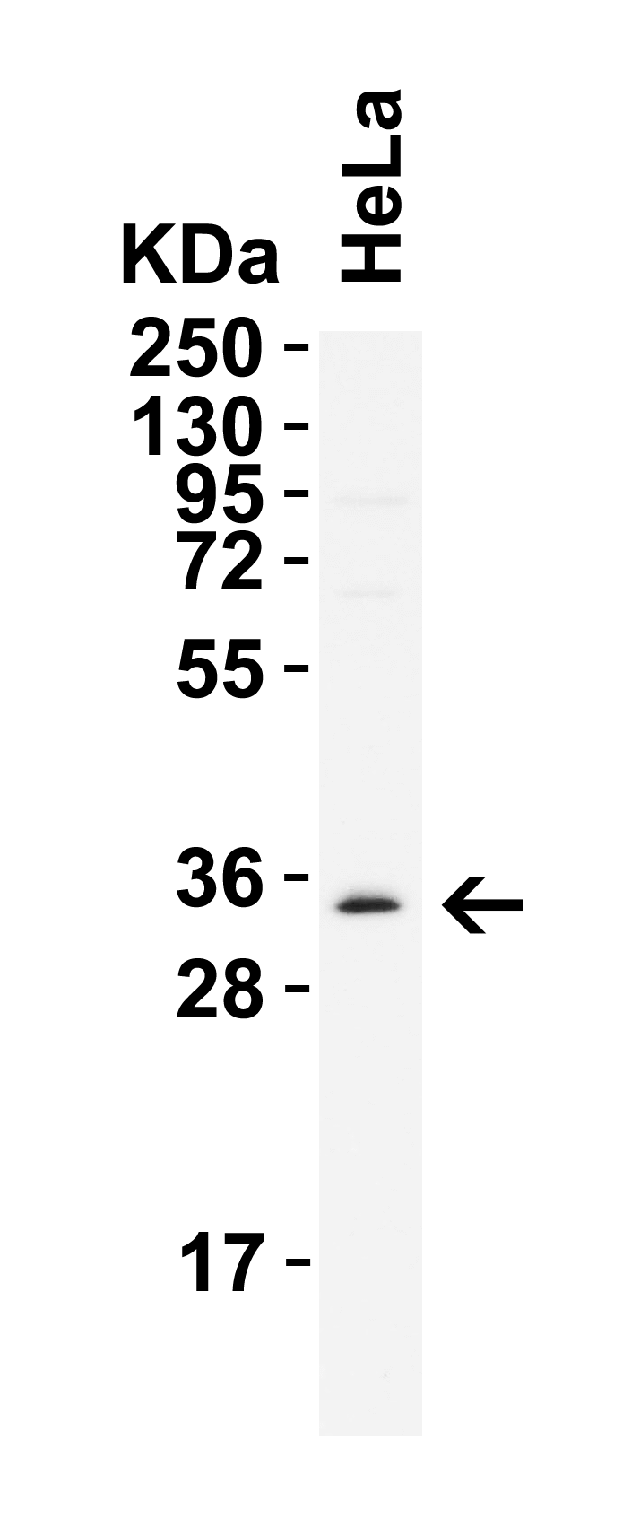 Western Blot: Nanog Antibody - BSA Free [NBP1-77109] - Validation in HeLa CellsLoading: 15 u of lysate.  Antibodies:  Nanog, 2 u/mL, 1 h incubation at RT in 8% NFDM/TBST.  Secondary: Goat Anti-Rabbit IgG HRP conjugate at 1:10000 dilution.