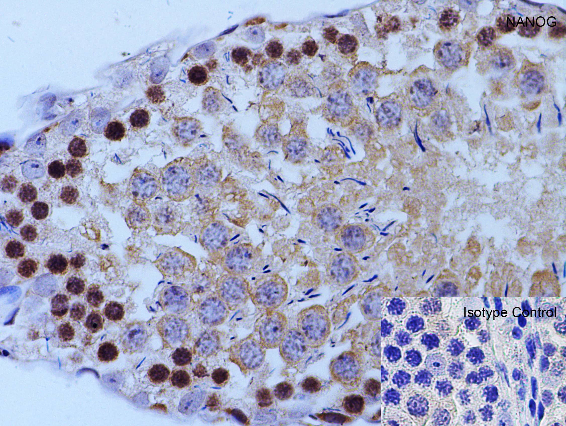 Immunohistochemistry: Nanog Antibody - BSA Free [NBP1-77109] - Validation of Nanog in Rat Testis  Immunohistochemical analysis of paraffin-embedded rat testis tissue using anti-Nanog antibody at 2 u/ml. Tissue was fixed with formaldehyde and blocked with 10% serum for 1 h at RT; antigen retrieval was by heat mediation with a citrate buffer (pH6). Samples were incubated with primary antibody overnight at 4C. A goat anti-rabbit IgG H&L (HRP) at 1/250 was used as secondary. Counter stained with Hematoxylin.