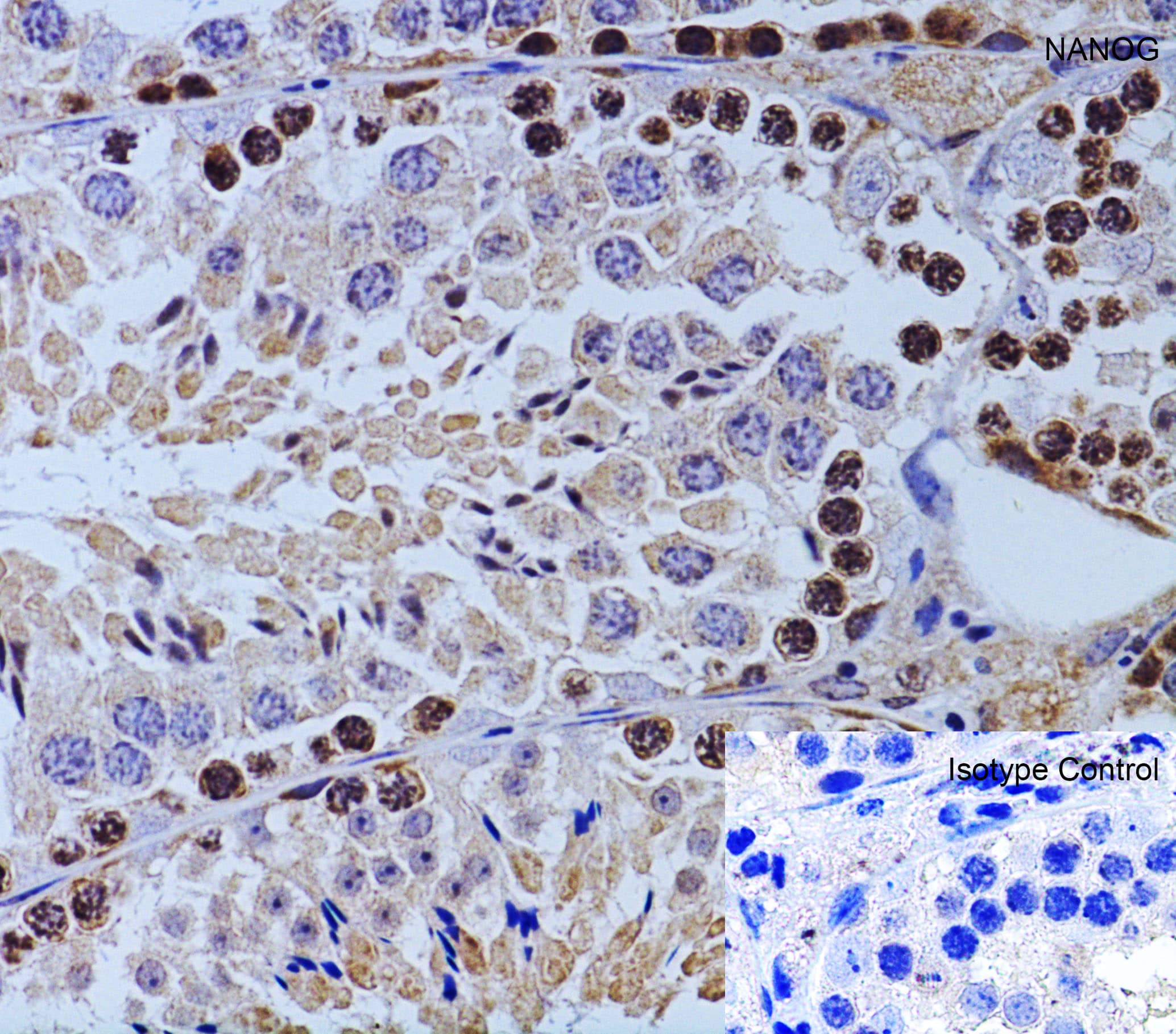 Immunohistochemistry: Nanog Antibody - BSA Free [NBP1-77109] - Validation of Nanog in Mouse Testis.Immunohistochemical analysis of paraffin-embedded mouse testis tissue using anti-Nanog antibody  at 2 u/ml. Tissue was fixed with formaldehyde and blocked with 10% serum for 1 h at RT; antigen retrieval was by heat mediation with a citrate buffer (pH6). Samples were incubated with primary antibody overnight at 4°C. A goat anti-rabbit IgG H&L (HRP) at 1/250 was used as secondary. Counter stained with Hematoxylin.