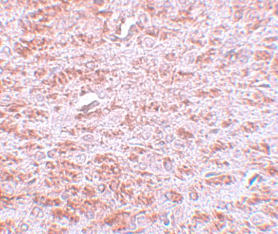 Immunohistochemistry: CDX2 Antibody - BSA Free [NBP1-77113] - Immunohistochemistry of CDX2 in rat brain tissue with CDX2 antibody at 5 u/mL.