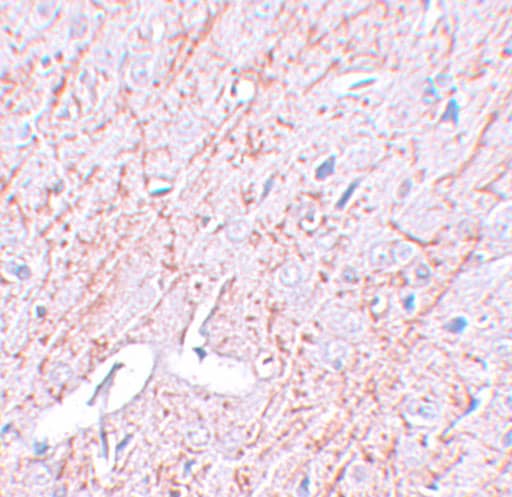 Immunohistochemistry: GATA-3 Antibody - BSA Free [NBP1-77115] - Immunohistochemistry of GATA-3 in rat brain tissue with GATA-3 antibody at 2.5 ug/mL.