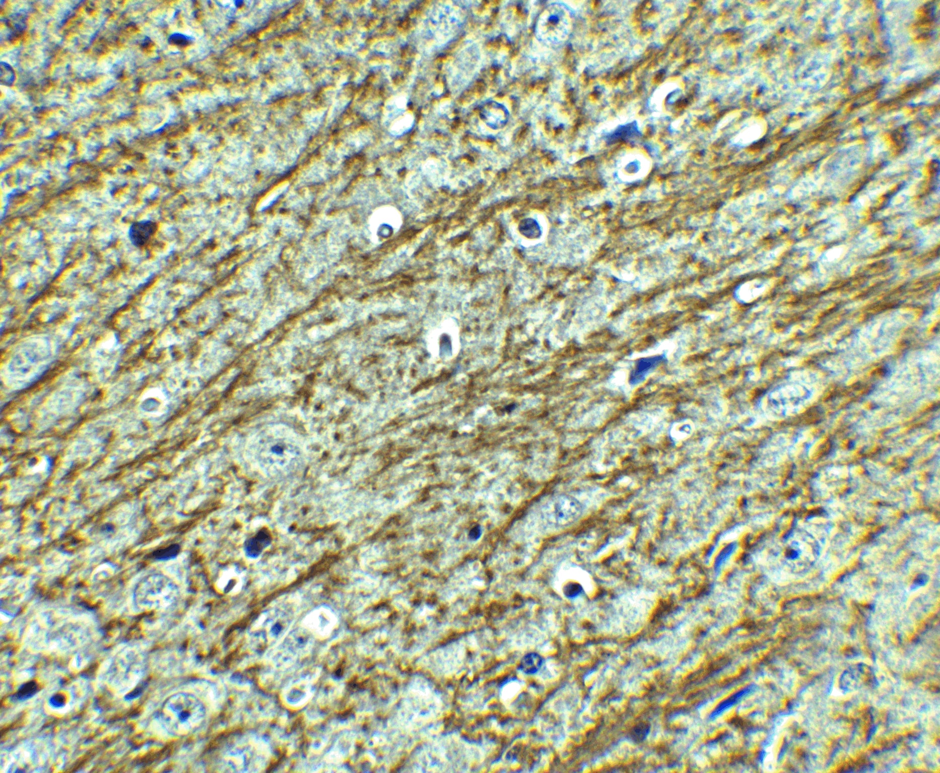 Immunohistochemistry: GATA-3 Antibody - BSA Free [NBP1-77115] - Immunohistochemistry of GATA-3 in mouse brain tissue with GATA-3 antibody at 2.5 ug/ml.