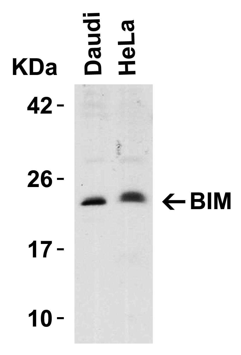 Western Blot: Bim Antibody - BSA Free [NBP1-77118] - Figure 1 Western Blot Validation in Human Cell LinesLoading: 15 u of lysates per lane.Antibodies: BIM , (5 u/mL), 1h incubation at RT in 5% NFDM/TBST.Secondary: Goat anti-rabbit IgG HRP conjugate at 1:10000 dilution.