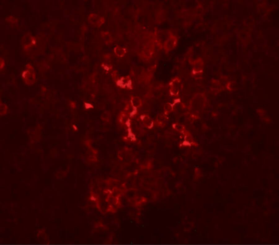 Immunocytochemistry/ Immunofluorescence: LZTR2 Antibody - BSA Free [NBP1-77122] - Immunofluorescence of LZTR2 in mouse kidney tissue with LZTR2 antibody at 20 u/mL.