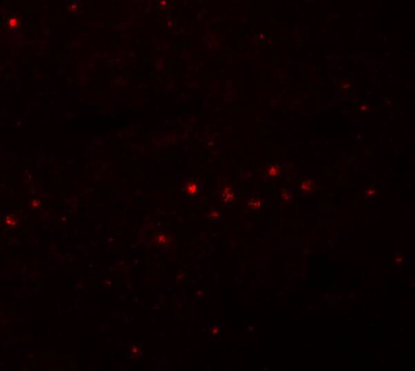 Immunocytochemistry/ Immunofluorescence: EFHD1 Antibody - BSA Free [NBP1-77134] - Immunofluorescence of EFHD1 in Rat Spleen cells with EFHD1 antibody at 20 u/mL.