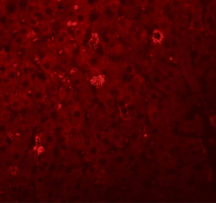 Immunocytochemistry/ Immunofluorescence: LYRM1 Antibody - BSA Free [NBP1-77136] - Immunofluorescence of LYRM1 in rat liver tissue with LYRM1 antibody at 20 u/mL.