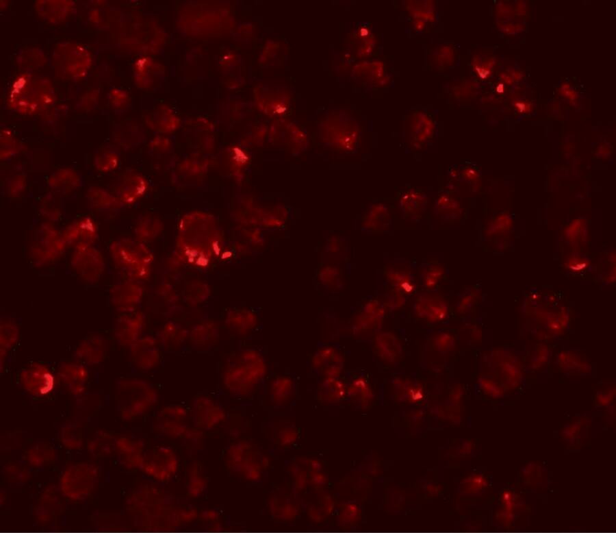 Immunocytochemistry/ Immunofluorescence: LYRM2 Antibody - BSA Free [NBP1-77137] - Immunofluorescence of LYRM2 in A549 cells with LYRM2 antibody at 20 ug/mL.
