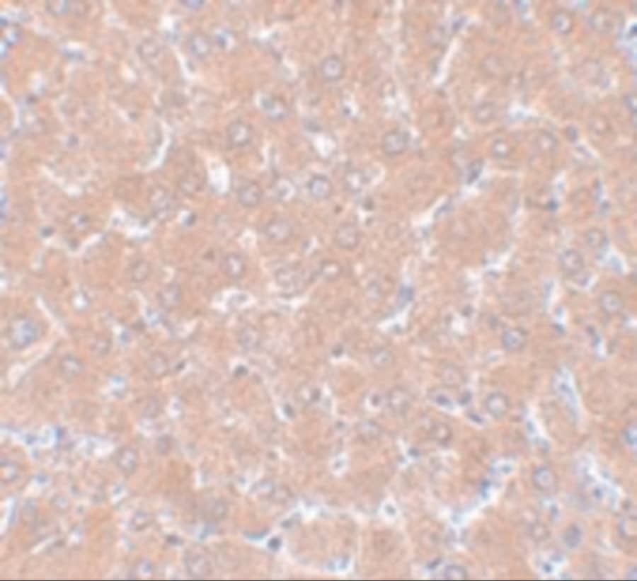 Immunohistochemistry: WDR74 Antibody - BSA Free [NBP1-77140] - Immunohistochemistry of WDR74 in rat liver tissue with WDR74 antibody at 5 ug/mL.