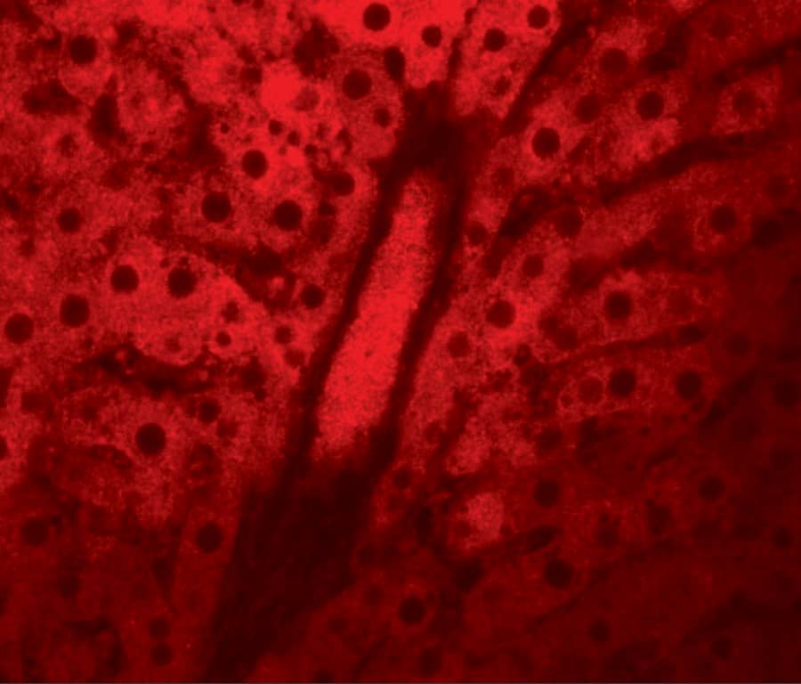 Immunocytochemistry/ Immunofluorescence: WDR74 Antibody - BSA Free [NBP1-77140] - Immunofluorescence of WDR74 in rat liver tissue with WDR74 antibody at 20 ug/mL.