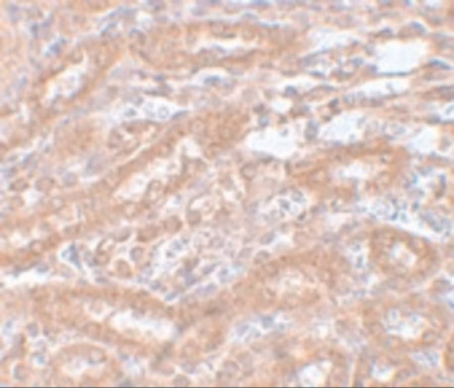 Immunohistochemistry ENC1 Antibody - BSA Free