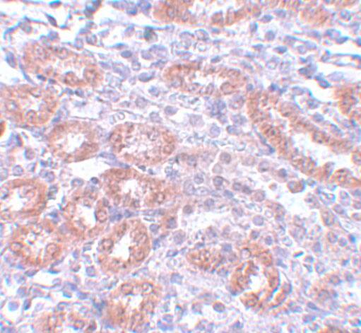 Immunohistochemistry Apc5 Antibody - BSA Free