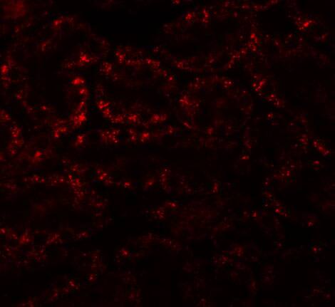 Immunocytochemistry/ Immunofluorescence Apc5 Antibody - BSA Free