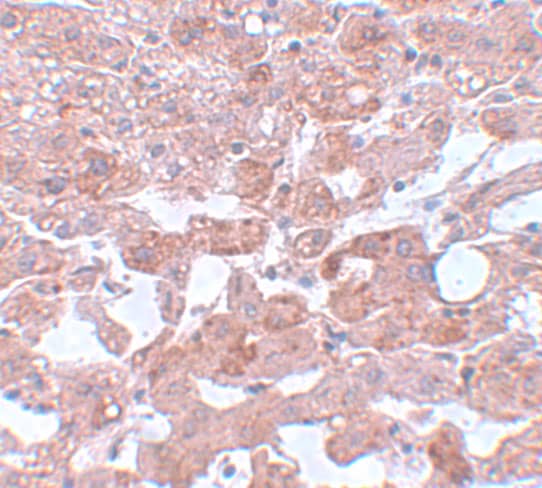 Immunohistochemistry CDC16 Antibody - BSA Free