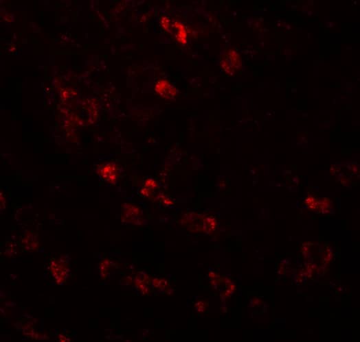 Immunocytochemistry/ Immunofluorescence: CDC16 Antibody - BSA Free [NBP1-77155] - Immunofluorescence of CDC16 in human liver tissue with CDC16 antibody at 20 u/mL.