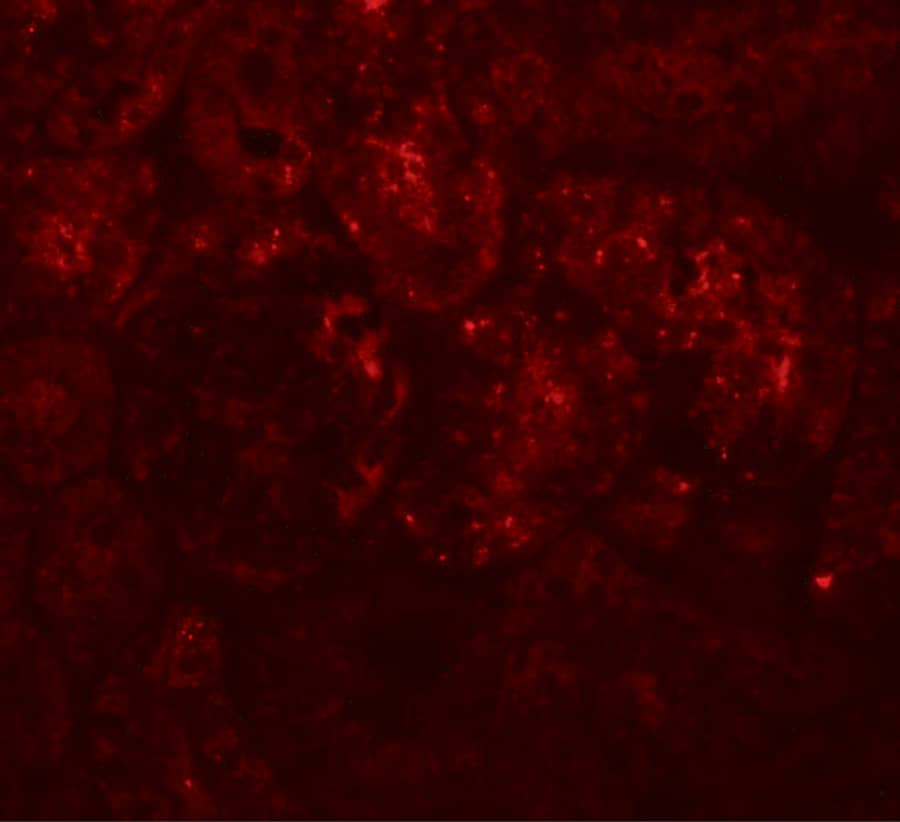 Immunocytochemistry/ Immunofluorescence: PIAS1 Antibody - BSA Free [NBP1-77158] - Immunofluorescence of PIAS1 in rat kidney tissue with PIAS1 antibody at 20 u/mL.