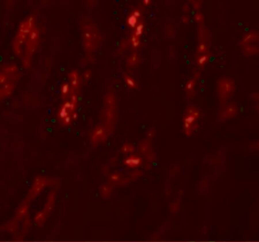 Immunocytochemistry/ Immunofluorescence: Secernin-1 Antibody - BSA Free [NBP1-77187] - Immunofluorescence of Secernin-1 in Human Kidney cells with Secernin-1 antibody at 20 ug/mL.