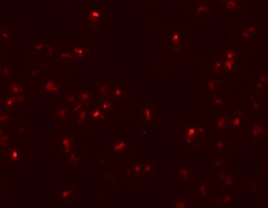 Immunocytochemistry/ Immunofluorescence SCRN2 Antibody - BSA Free