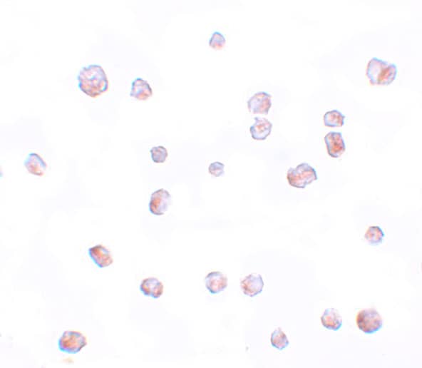 Immunocytochemistry/ Immunofluorescence: SCRN2 Antibody - BSA Free [NBP1-77188] - Immunocytochemistry of SCRN2 in 293 cells with SCRN2 antibody at 20 ug/mL.
