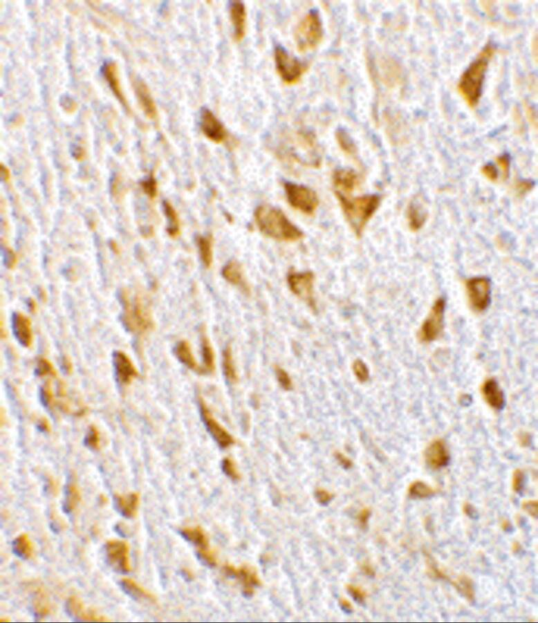 Immunohistochemistry: AGAP2 Antibody - BSA Free [NBP1-77194] - Immunohistochemistry of AGAP2 in mouse brain tissue with AGAP2 antibody at 10 ug/mL.