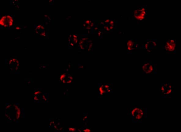 Immunocytochemistry/ Immunofluorescence: NAIP Antibody - BSA Free [NBP1-77196] - Immunofluorescence of NAIP in A549 cells with NAIP antibody at 20 ug/mL.