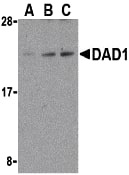 Western Blot DAD1 Antibody - BSA Free