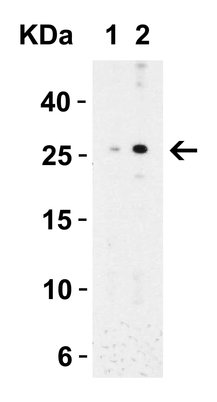 Western Blot: MD-2 Antibody - BSA Free [NBP1-77201] - Validation in Mouse Spleen Tissue LysateLoading: 15 ug of lysates per lane.Antibodies: MD-2,  (Lane 1: 0.5 ug/mL and Lane 2: 1 ug/mL), 1h incubation at RT in 5% NFDM/TBST.Secondary: Goat anti-rabbit IgG HRP conjugate at 1:10000 dilution.