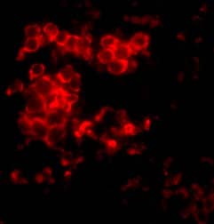 Immunocytochemistry/ Immunofluorescence: MD-2 Antibody - BSA Free [NBP1-77201] - Validation of MD-2 in Rat Spleen Tissue.Immunofluorescent analysis of 4% paraformaldehyde-fixed rat spleen tissue labeling MD-2 with  at 10 u/mL, followed by goat anti-rabbit IgG secondary antibody at 1/500 dilution (red).  