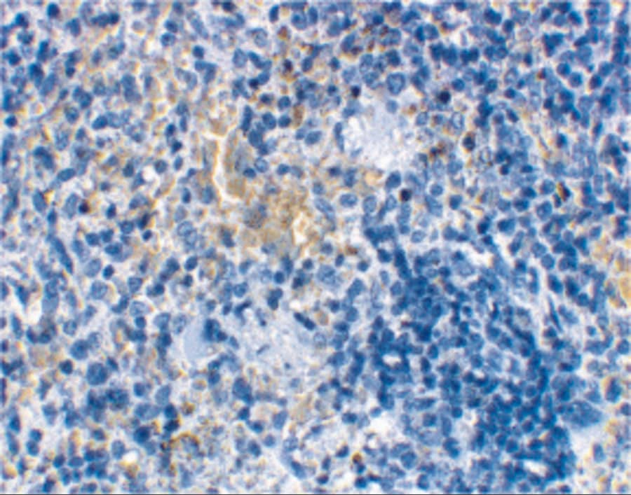 Immunohistochemistry: MD-2 Antibody - BSA Free [NBP1-77201] - Validation of MD-2 in Rat Spleen Tissue.  Immunohistochemical analysis of paraffin-embedded rat spleen  using anti-MD-2 antibody  at 2 ug/ml. Tissue was fixed with formaldehyde and blocked with 10% serum for 1 h at RT; antigen retrieval was by heat mediation with a citrate buffer (pH6). Samples were incubated with primary antibody overnight at 4C. A goat anti-rabbit IgG H&L (HRP) at 1/250 was used as secondary. Counter stained with Hematoxylin.