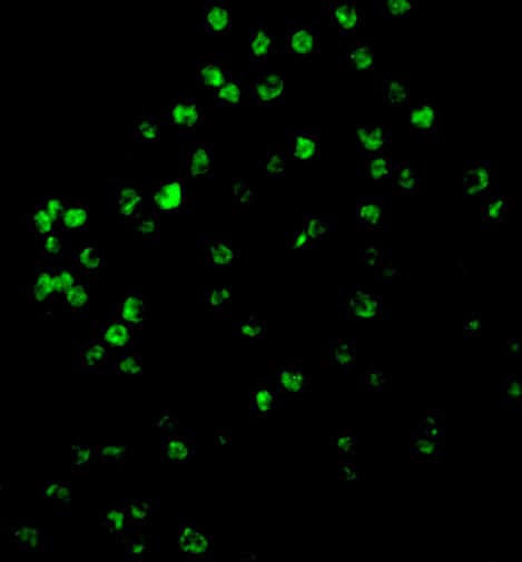 Immunocytochemistry/ Immunofluorescence: Caspase-4 Antibody - BSA Free [NBP1-77208] - Immunofluorescence of Caspase-4 in A20 cells with Caspase-4 antibody at 10 u/mL.