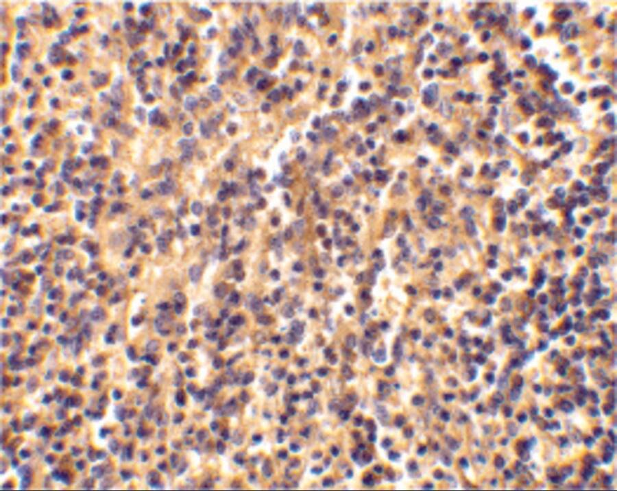 Immunohistochemistry: Caspase-4 Antibody - BSA Free [NBP1-77208] - Immunohistochemical staining of human spleen tissue using caspase-4 antibody at 2 u/mL.