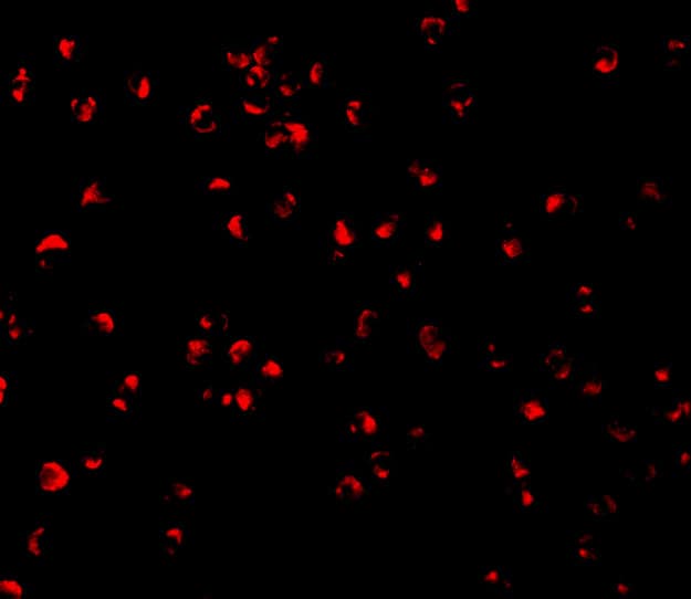 Immunocytochemistry/ Immunofluorescence: Caspase 5 Antibody - BSA Free [NBP1-77209] - Immunofluorescence of Caspase 5 in P815 cells with Caspase 5 antibody at 2 u/mL.