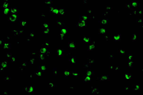 Immunocytochemistry/ Immunofluorescence: RPTOR Antibody - BSA Free [NBP1-77211] - Immunofluorescence of RPTOR in L1210 cells with RPTOR antibody at 10 u/mL.