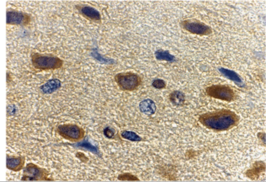 Immunohistochemistry: Adiponectin/Acrp30 Antibody - BSA Free [NBP1-77217] - Immunohistochemistry of adiponectin in rat brain tissue with adiponectin antibody at 10 u/mL.