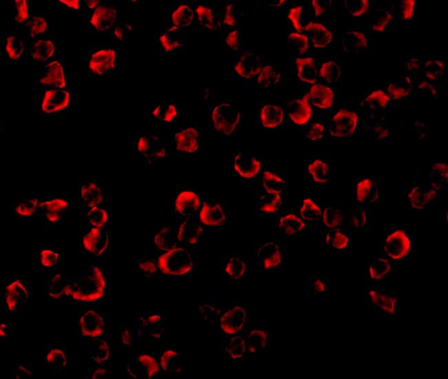 Immunocytochemistry/ Immunofluorescence: TRAF-6 Antibody - BSA Free [NBP1-77230] - Immunofluorescence of TRAF-6 in K562 cells with TRAF-6 antibody at 20 u/mL.