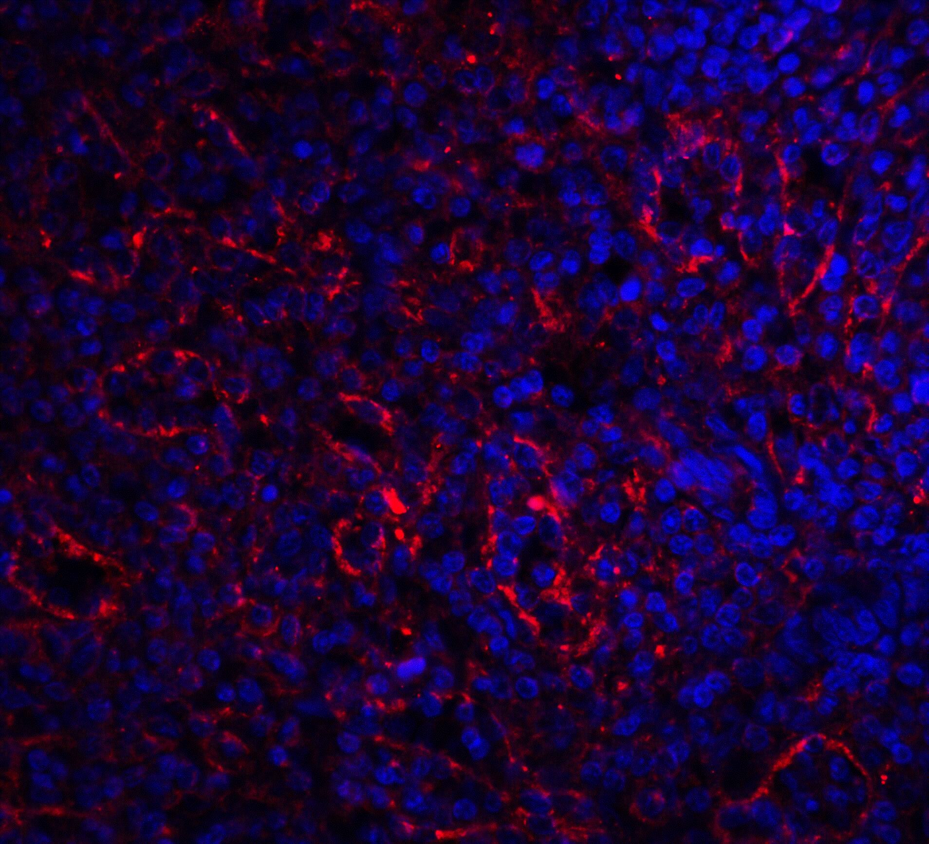 Immunocytochemistry/ Immunofluorescence: BAFFR/TNFRSF13C Antibody - BSA Free [NBP1-77234] - Immunofluorescence of BAFFR/TNFRSF13C in human spleen tissue with BAFFR/TNFRSF13C antibody at 20 u/ml.Red: BAFF Receptor Antibody   Blue: DAPI staining