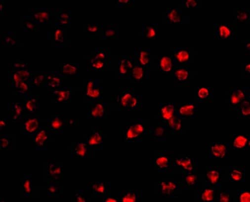 Immunocytochemistry/ Immunofluorescence: AICDA Antibody - BSA Free [NBP1-77235] - Immunofluorescence of AICDA in Ramos cells with AICDA antibody at 20 ug/mL.