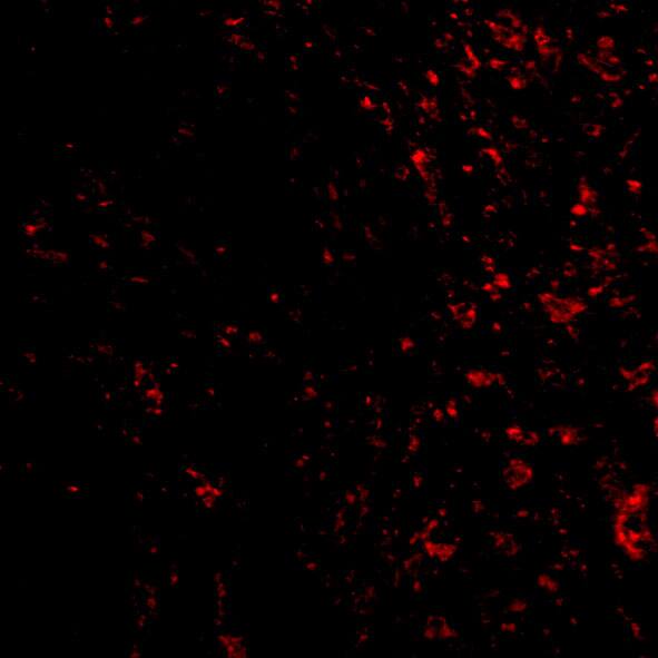 Immunocytochemistry/ Immunofluorescence: PAK4 Antibody - BSA Free [NBP1-77236] - Immunofluorescence of PAK4 in Human Colon tissue with PAK4 antibody at 20 ug/mL.