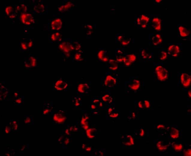 Immunocytochemistry/ Immunofluorescence: PAK7 Antibody - BSA Free [NBP1-77237] - Immunofluorescence of PAK7 in K562 cells with PAK7 antibody at 10 ug/mL.