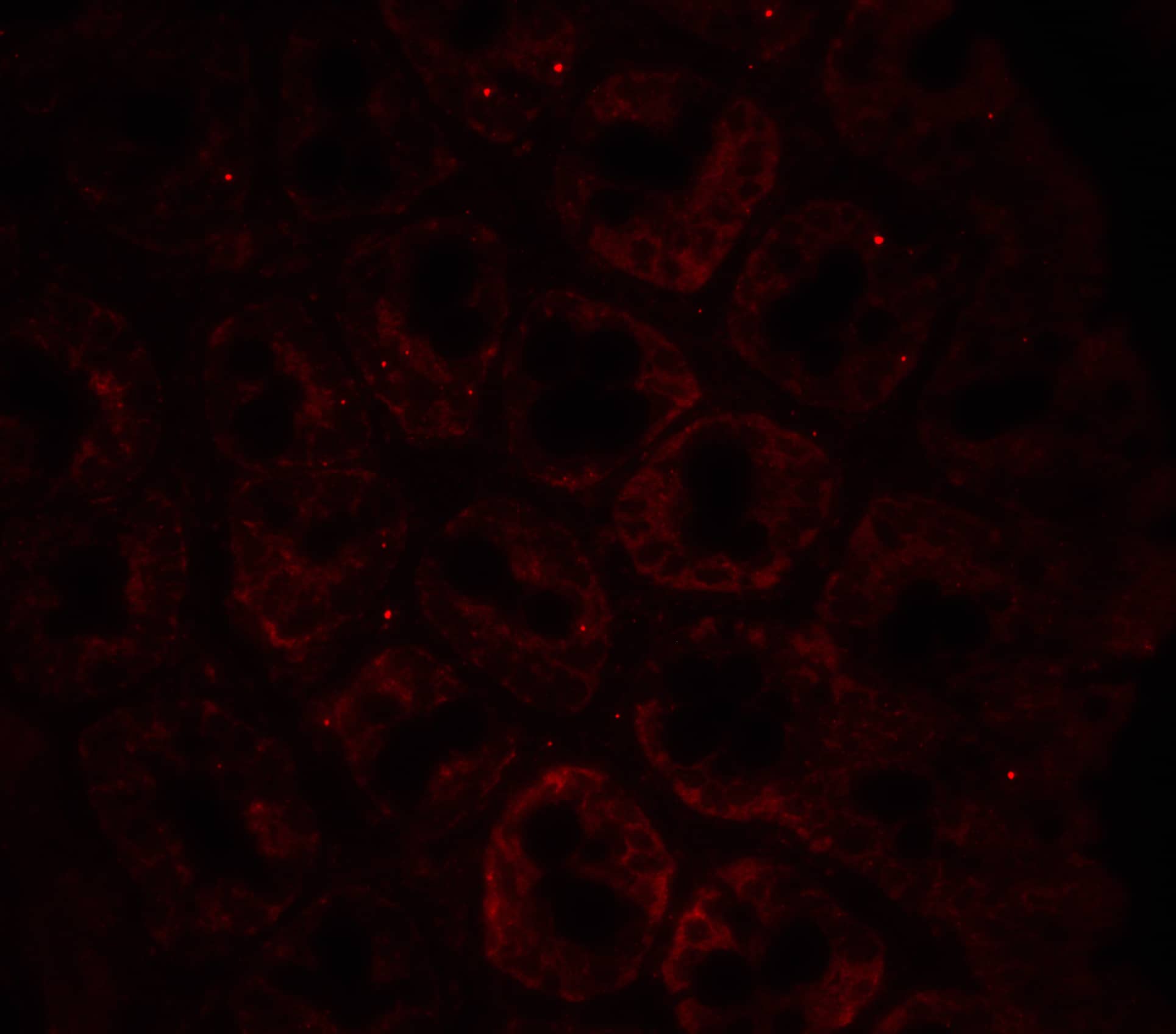 Immunocytochemistry/ Immunofluorescence: LAMP-1/CD107a Antibody - BSA Free [NBP1-77241] - Immunofluorescence of LAMP-1/CD107a in rat colon tissue with LAMP-1/CD107a antibody at 20 ug/ml.