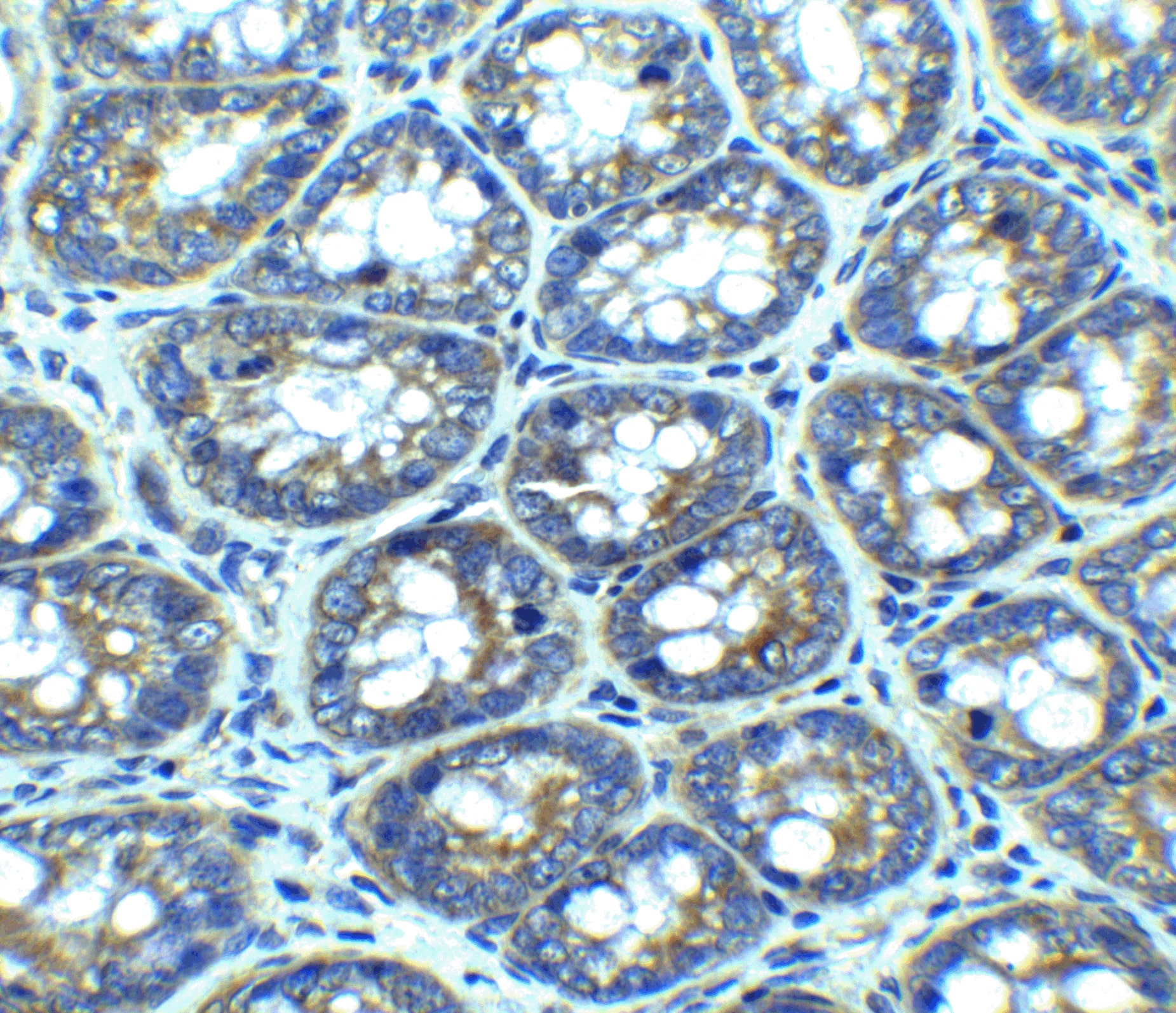 Immunohistochemistry: LAMP-1/CD107a Antibody - BSA Free [NBP1-77241] - Immunohistochemistry of LAMP-1/CD107a in rat colon tissue with LAMP-1/CD107a antibody at 2.5 ug/ml.