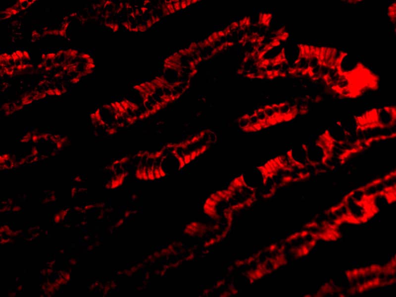 Immunocytochemistry/ Immunofluorescence PIST Antibody - BSA Free