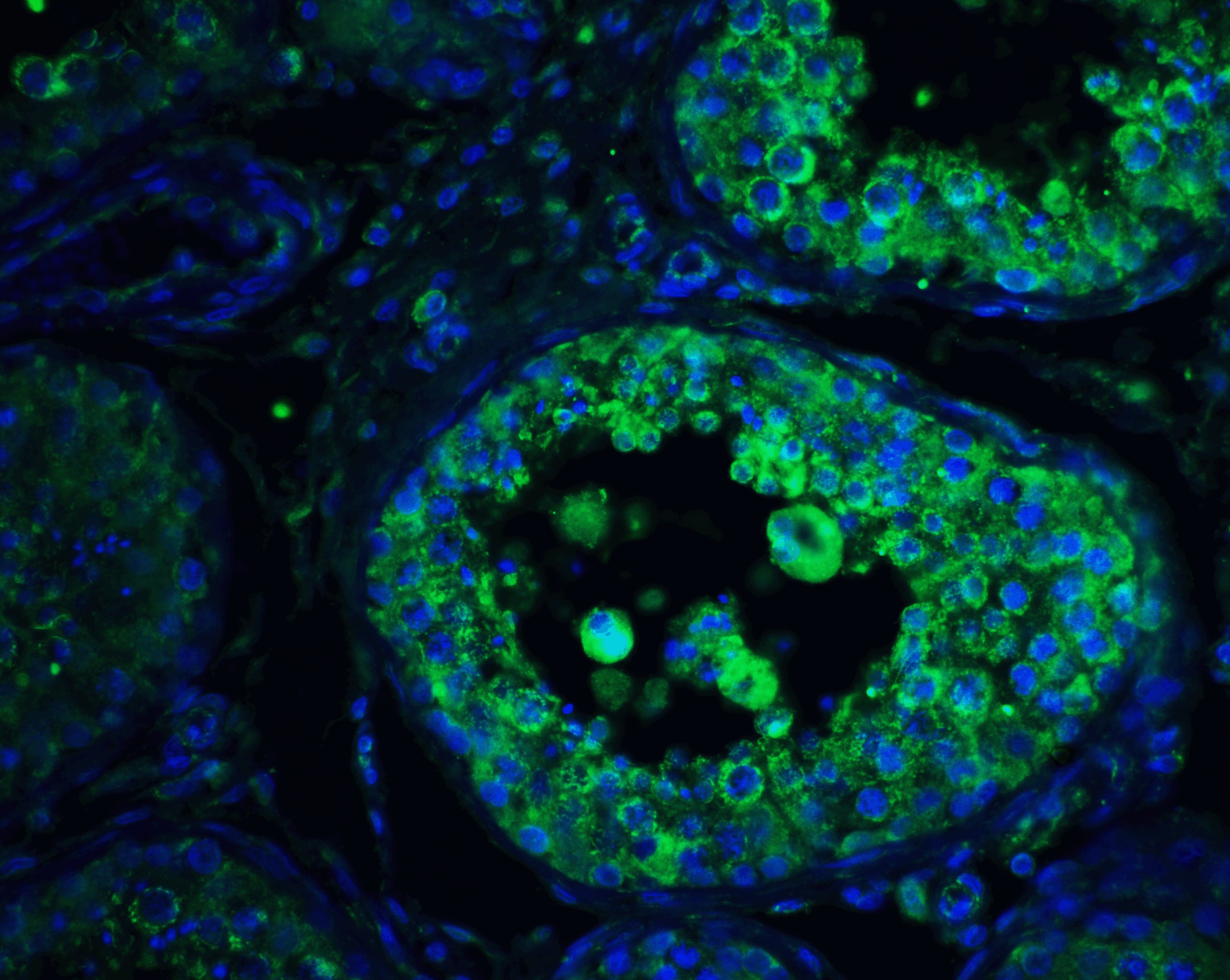 Immunohistochemistry: PIST Antibody - BSA Free [NBP1-77242] - Immunofluorescence of PIST in human testis tissue with PIST antibody at 20 ug/ml.Green: PIST Antibody   Blue: DAPI staining