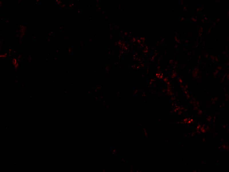 Immunocytochemistry/ Immunofluorescence PIST Antibody - BSA Free